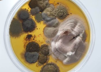 microrganismi patogeni, agenti patogeni