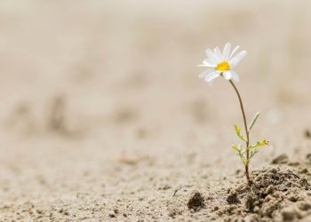 popolazioni evolutive