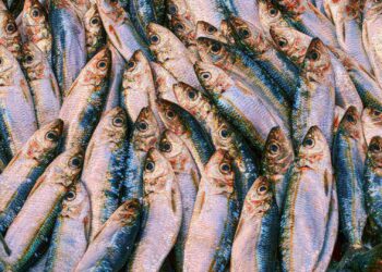fish shelf life and quality