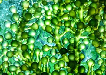 microalghe