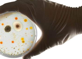 Analisi microbica, comunità microbica