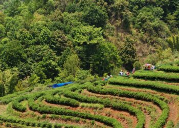 alberi da reddito, agroforestazione