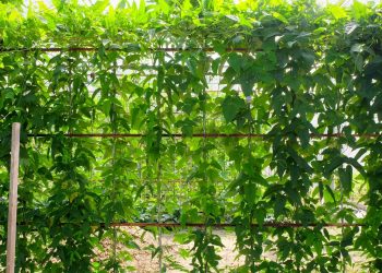 agricoltura di precisione