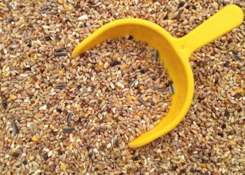 Emerging challenges of the global animal feed industry