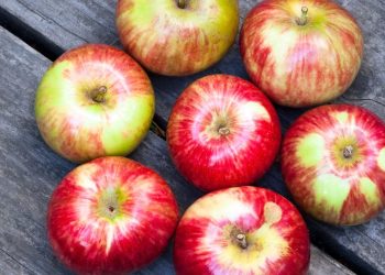 coating edibili mela copertina