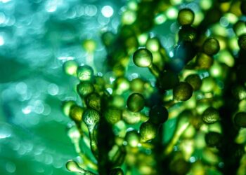 microalghe copertina sito 2