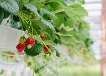 Le Indicazioni Geografiche: identità e opportunità per territori