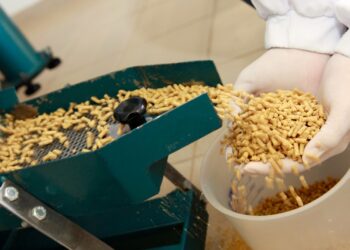 Mangimi insects-based per l’allevamento del futuro