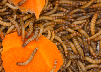 allevamento di insetti risposta immunitaria