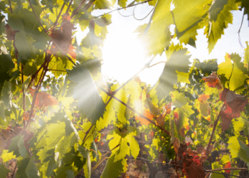 vitigni resistenti sfide cambiamento climatico