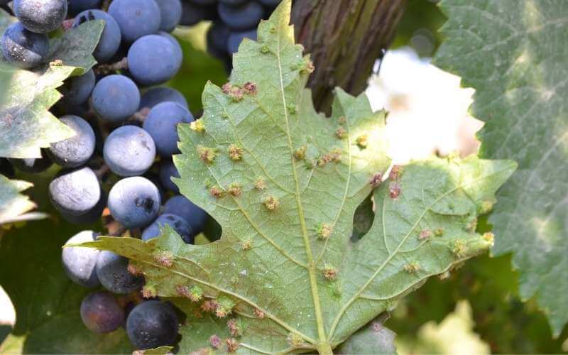 contro la fillossera vitigni resistenti innesti