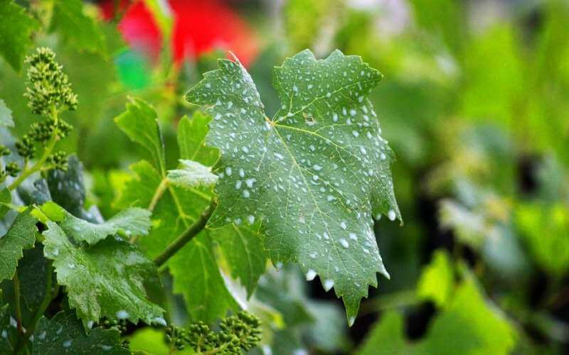 l'impiego di vitigni resistenti riduce l'uso di prodotti fitosanitari