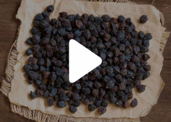 bevanda cece nero pugliese fermentato