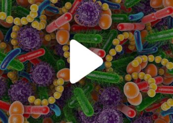 MICODE microbiota in vitro