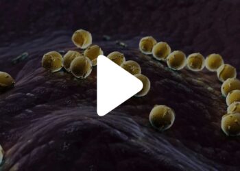 S. thermophilus pillola video