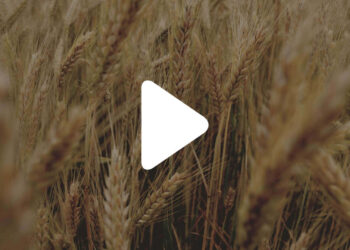 copertina video proteine ATI del grano e impatto food processing