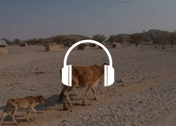 I cambiamenti climatici influiscono sul benessere animale?