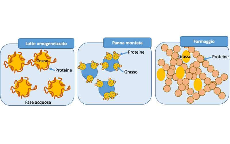 schematizzazione della struttura di latte, panna e formaggio