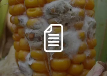 microbioma del mais, malattie del mais