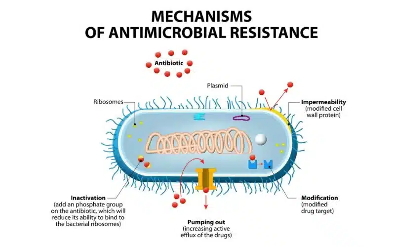 Meccanismi di resistenza antimicrobica (AMR)