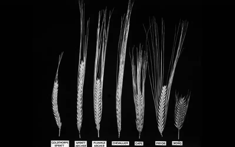 Varietà di orzo Guinness