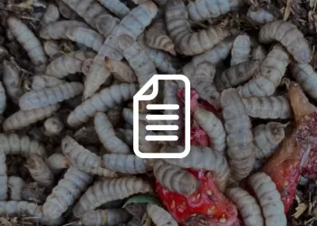 mosca soldato nera, mosca soldato,