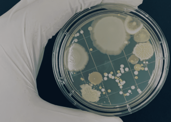 bioeconomia sostenibile, biodiversità microbica, collezioni microbiche