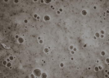 La selezione degli starter tra tradizione e innovazione