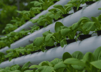 idroponica e aeroponica